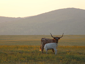 Wichita Mountains Wildlife Refuge