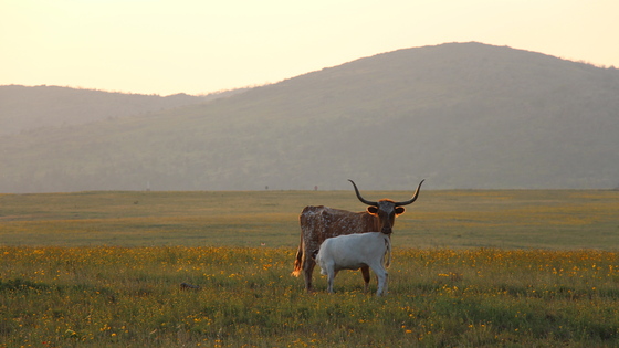 Wichita Mountains Wildlife Refuge
