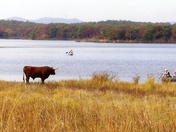 Wichita Mountains Wildlife Refuge