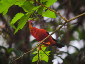 Hakalau Forest National Wildlife Refuge