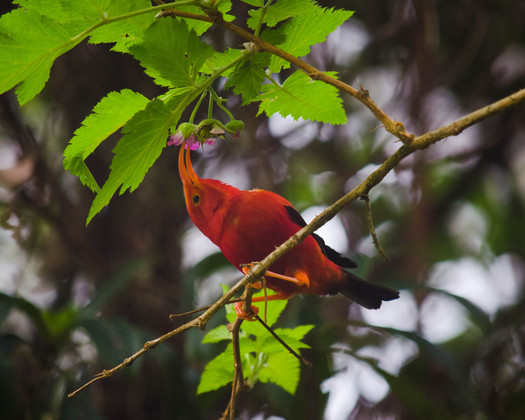 Hakalau Forest National Wildlife Refuge