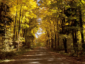Nicolet Forest