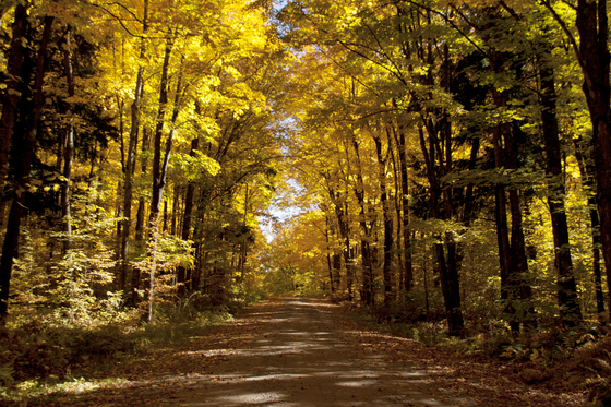 Nicolet Forest