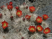 Valley of Fires Recreation Area