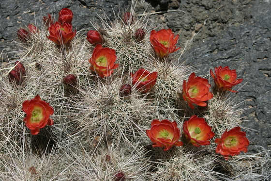Valley of Fires Recreation Area