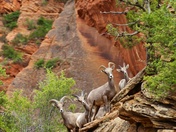Zion National Park