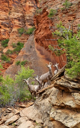 Zion National Park