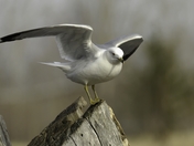 Ring-billed Gull