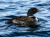 Chasing Loons