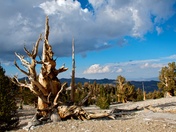 Ancient Bristlecone Pine Forest-Inyo National Forest