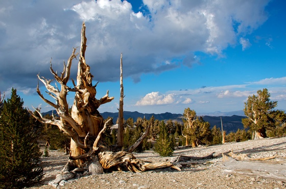 Ancient Bristlecone Pine Forest-Inyo National Forest