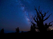 Ancient Bristlecone Pine Forest - Inyo National Forest