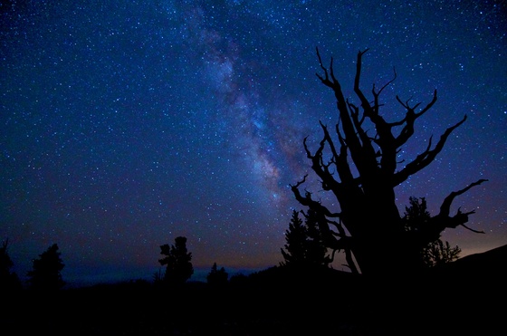 Ancient Bristlecone Pine Forest - Inyo National Forest