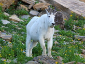 Glacier National Park