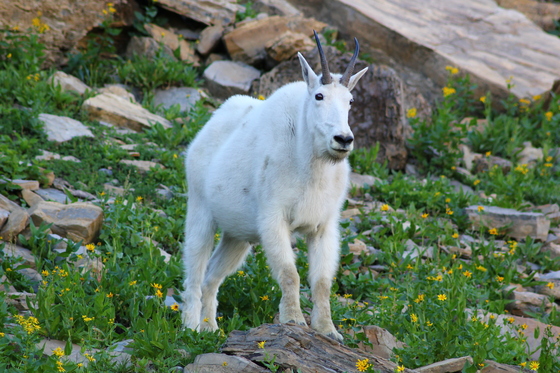 Glacier National Park