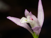 Endangered Orchid