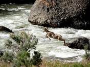 Yellowstone National Park