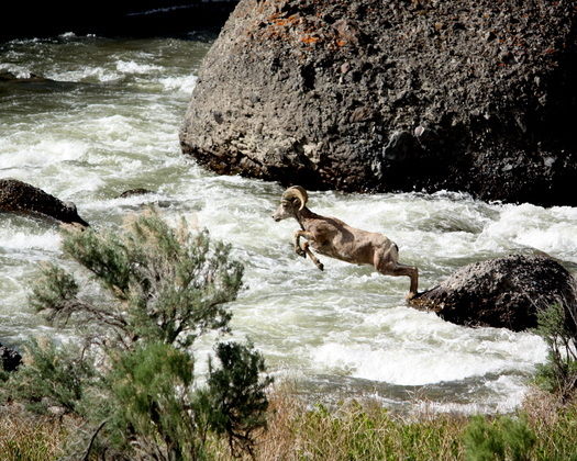 Yellowstone National Park