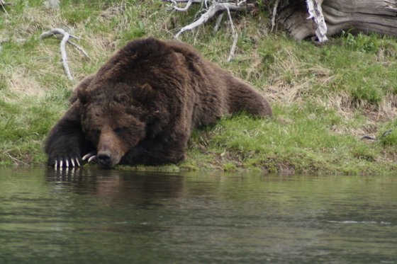 Yellowstone National Park