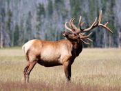Yellowstone