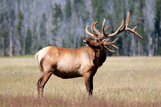 Yellowstone
