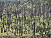 Forest Fire Regrowth