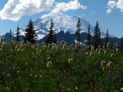 Mount Rainier National Park