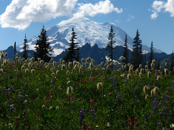 Mount Rainier National Park