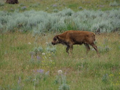Grand Teton National Park