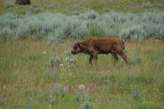 Grand Teton National Park