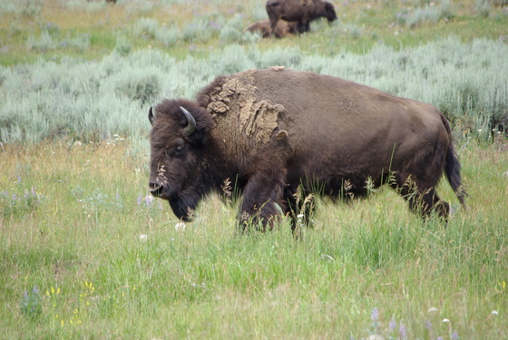 Grand Teton National Park