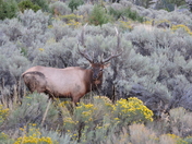 Yellowstone National Park