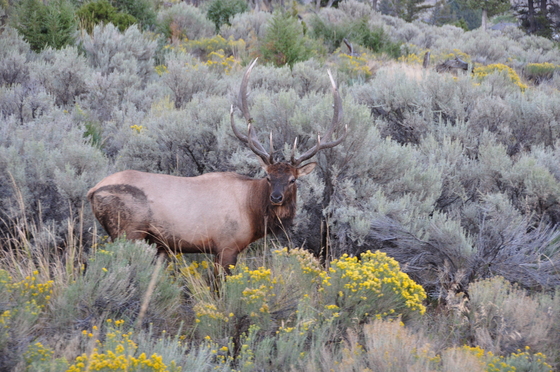 Yellowstone National Park
