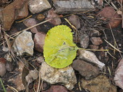 Tonto National Forest