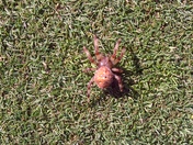 Golf Courese Spider???