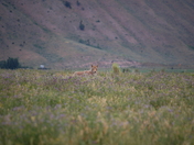 National Elk Refuge