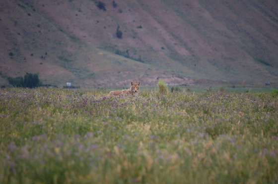 National Elk Refuge