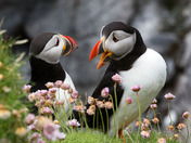 A little chat between Puffin