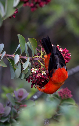 Haleakala National Park (Hosmer Grove)