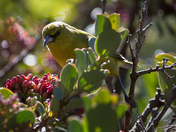 Haleakala National Park (Hosmer Grove)