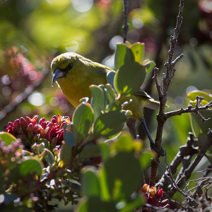 Haleakala National Park (Hosmer Grove)