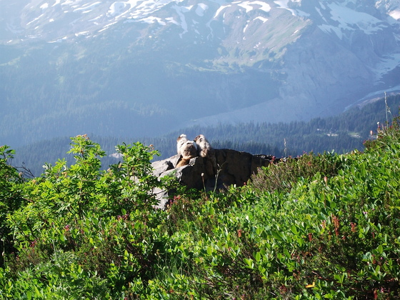 Mt. Rainier National Park