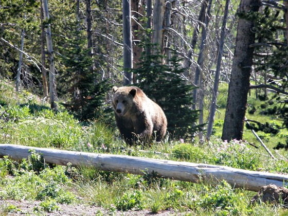 Yellowstone National Park