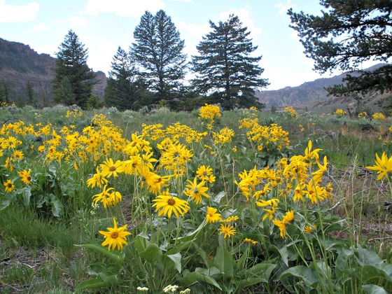 Shoshone National Forest