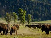 Yellowstone
