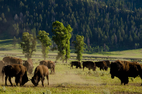 Yellowstone