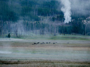 yellowstone