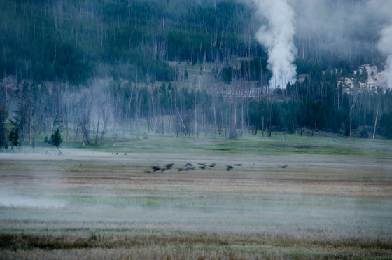yellowstone