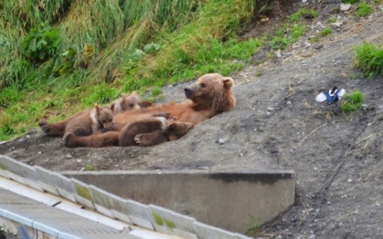 Kadiak National Wildlife Refug