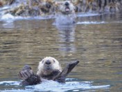 Kodiak National wildlife Refuge